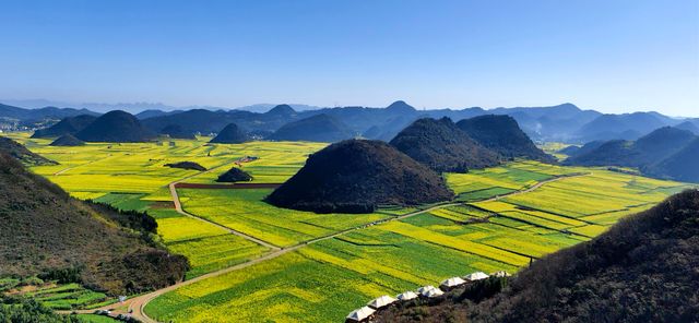 峰叢花田醉我心