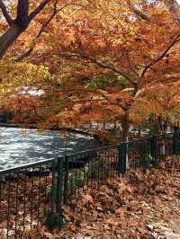 12月共青楓葉紅了銀杏黃了(附出片打卡點)