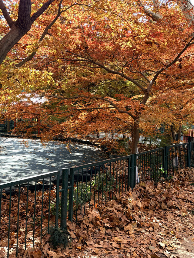 12月共青楓葉紅了銀杏黃了(附出片打卡點) 12月共青楓葉紅了銀杏黃了(附出片打卡點)