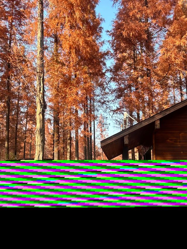 秋日黃海森林絕美打卡 秋日黃海森林絕美打卡