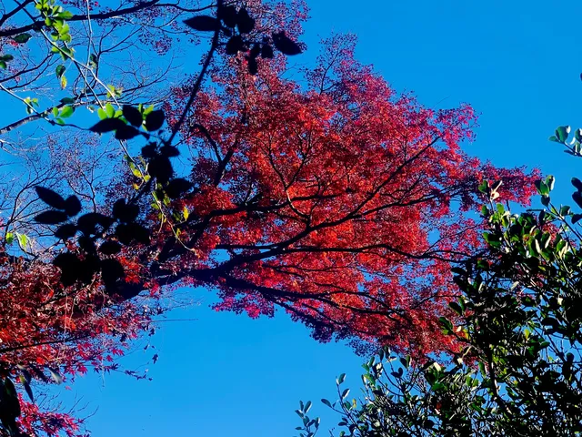 莫干山蔣公道秋日徒步 莫干山蔣公道秋日徒步