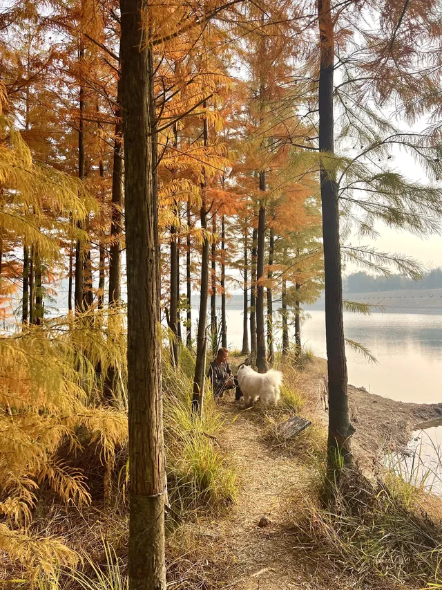 12.1實況live紹興鳳凰山美翻了!!!!!! 12.1實況live紹興鳳凰山美翻了!!!!!!