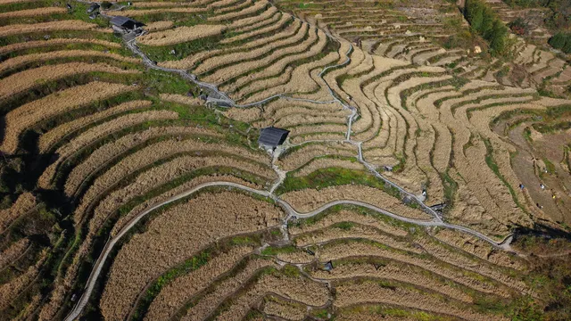 雲和梯田截止1129稻穀收割進度,附遊玩攻略 雲和梯田截止1129稻穀收割進度,附遊玩攻略