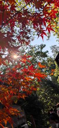 南京紅山森林動物園