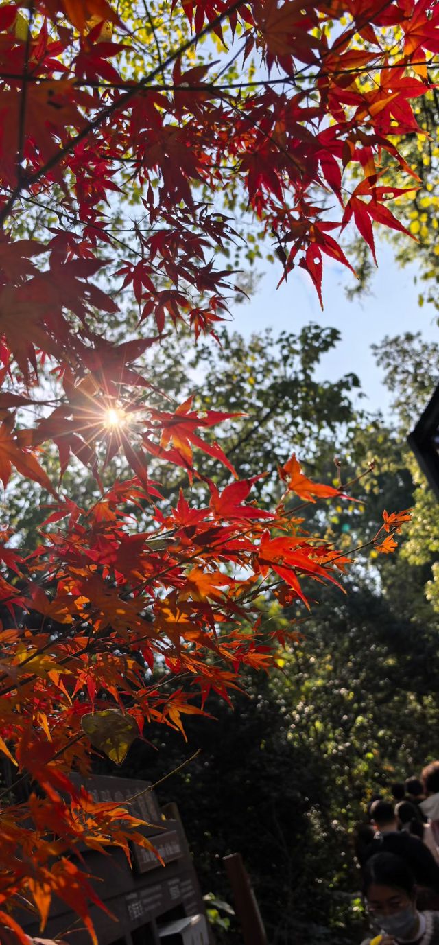 南京紅山森林動物園 南京紅山森林動物園