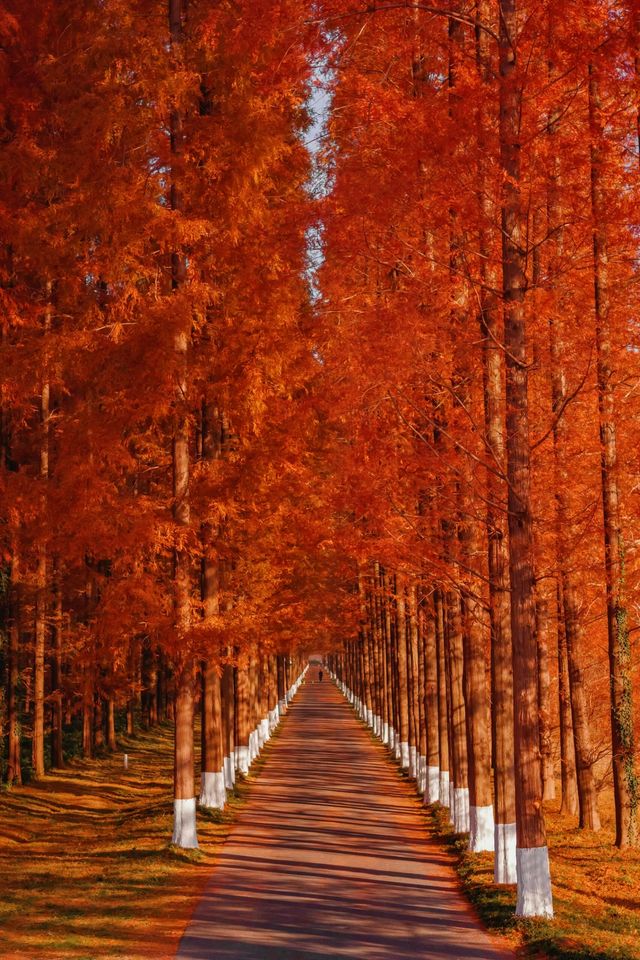 江蘇這片紅杉秘境美炸了!12月最佳觀賞期僅剩2週 江蘇這片紅杉秘境美炸了!12月最佳觀賞期僅剩2週