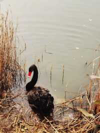 唐島灣濕地公園