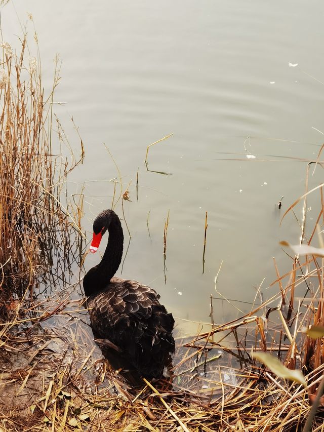 唐島灣濕地公園