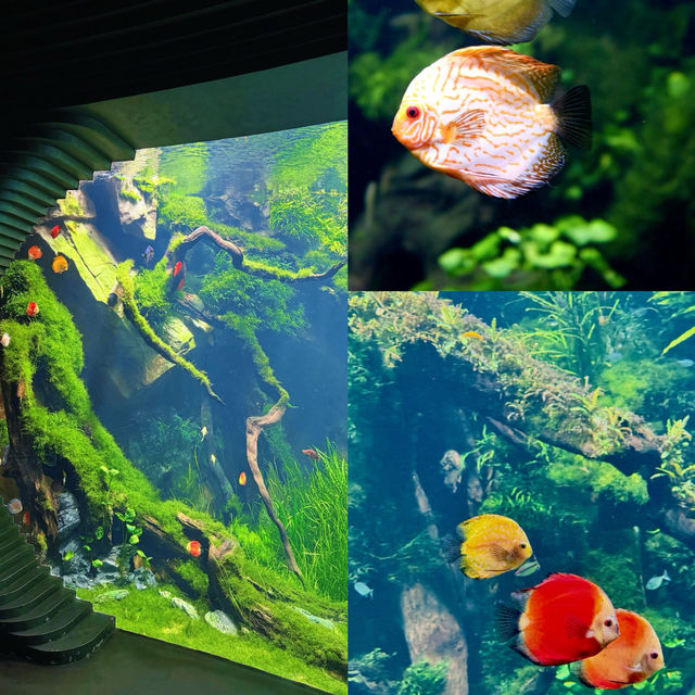 以為海洋館夠絕了，直到闖進上海這片水底森林