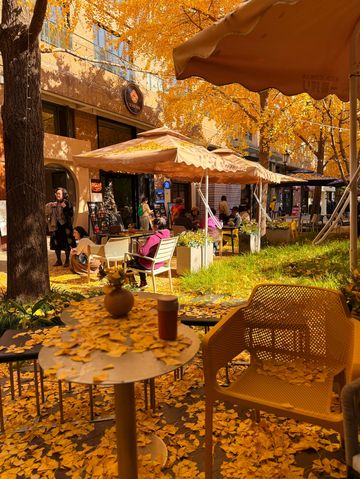 魔都黃金城道觀賞銀杏｜秒穿金色童話