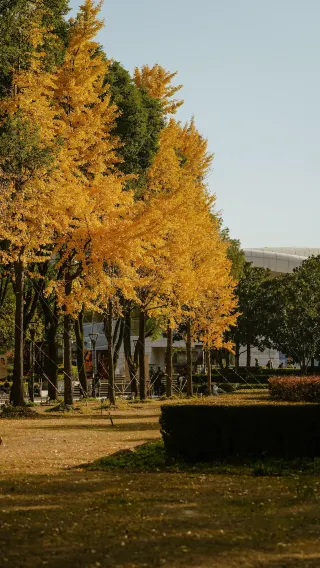 November 30th live shot—this is what autumn in Shanghai really looks like… Route included