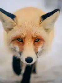 11.28喀納斯+禾木現狀性價比拉滿冬日童話