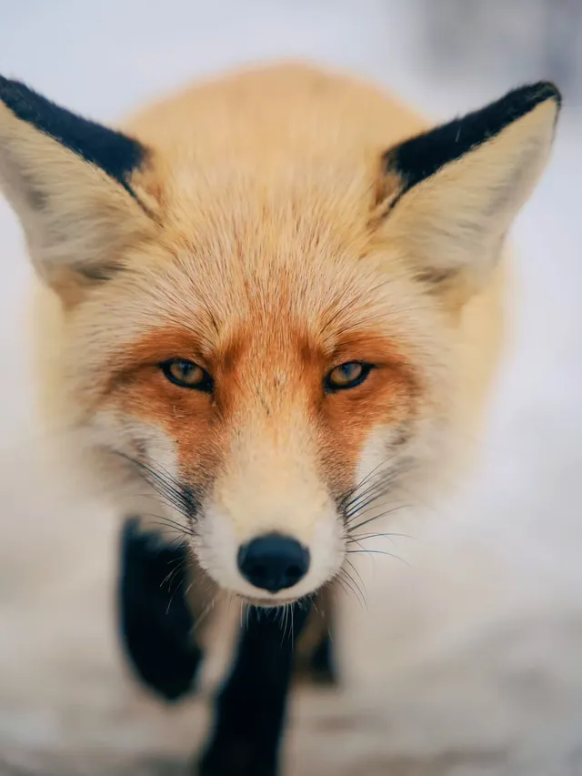 11.28喀納斯+禾木現狀性價比拉滿冬日童話