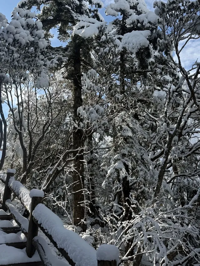 廣東高鐵1.5h直達！莽山霧淞不爬山攻略