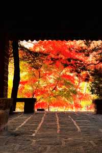 上海魯迅公園｜秋日限定！紅葉與暖陽的絕美約會地