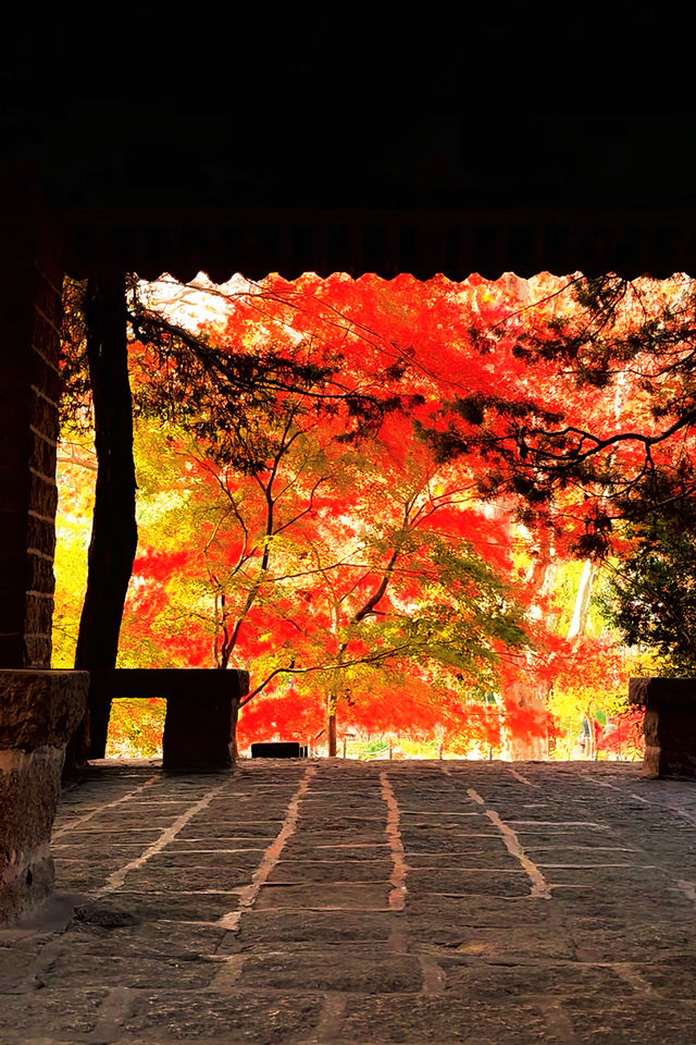 上海魯迅公園｜秋日限定！紅葉與暖陽的絕美約會地