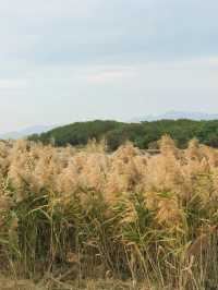 廈門秋冬限定！馬銮灣南岸蘆葦蕩，邂逅海邊的金色浪漫