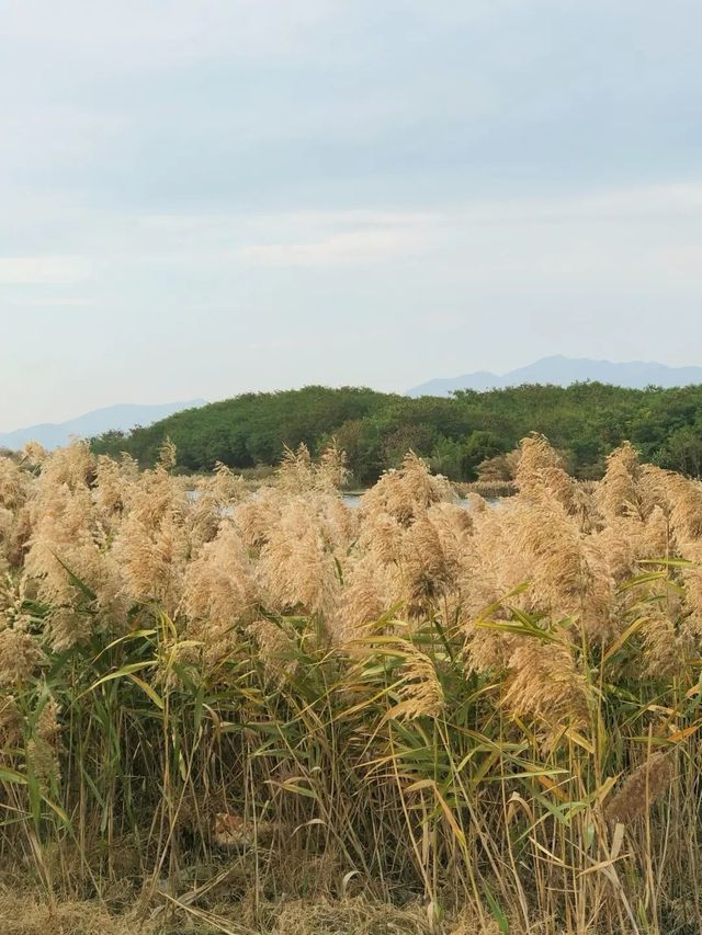 廈門秋冬限定！馬銮灣南岸蘆葦蕩，邂逅海邊的金色浪漫