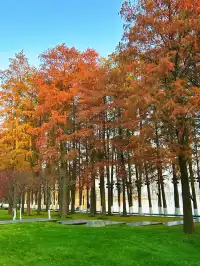 東湖的落羽杉紅了,快衝呀