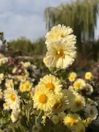 烏村農耕集|打卡藏在烏鎮古村的杭白菊花海