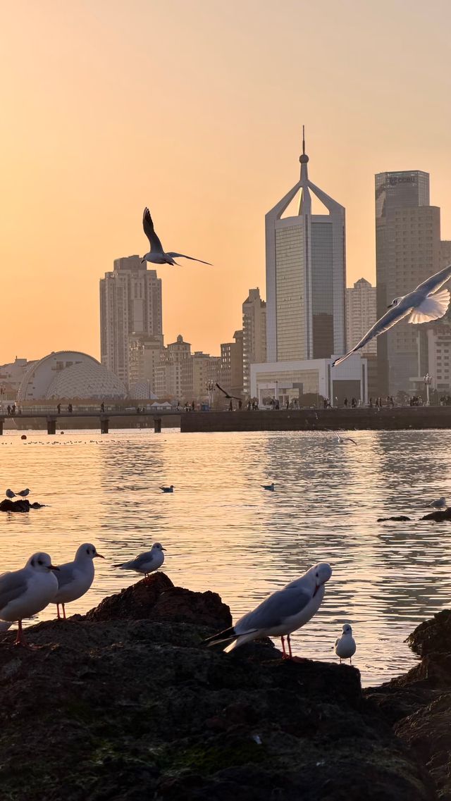 青島老城區賞鷗漫步指南：棧橋、八大峽與信號山的冬日浪漫