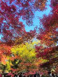 12月的秋霞圃,這裡的「楓」景美到失語