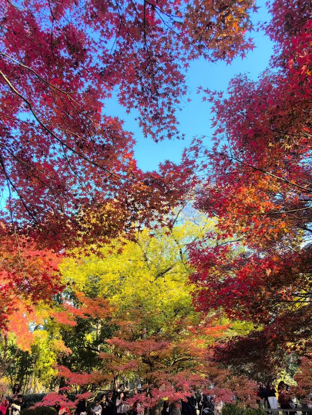 12月的秋霞圃,這裡的「楓」景美到失語 12月的秋霞圃,這裡的「楓」景美到失語