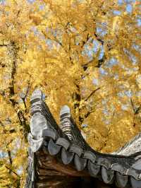 不是騰衝!在溫州!浙南12月濃烈的生命力~