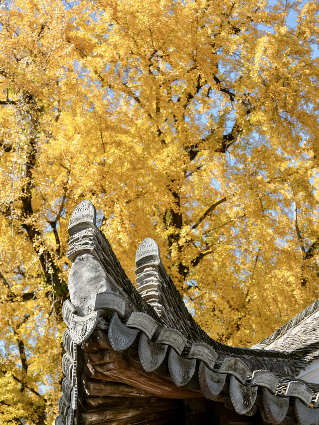 不是騰衝!在溫州!浙南12月濃烈的生命力~ 不是騰衝!在溫州!浙南12月濃烈的生命力~
