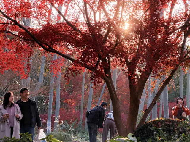 上海秋景封神!共青森林公園拍照真的絕了 上海秋景封神!共青森林公園拍照真的絕了
