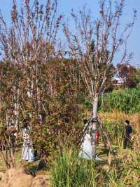 神仙湖絕美婚紗取景地