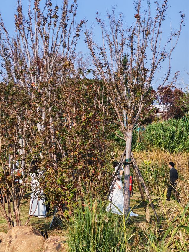 神仙湖絕美婚紗取景地 神仙湖絕美婚紗取景地