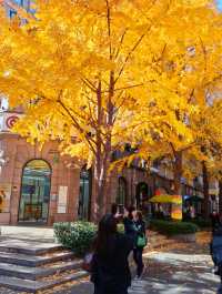 黃金城道步行街觀賞金色趕緊走起