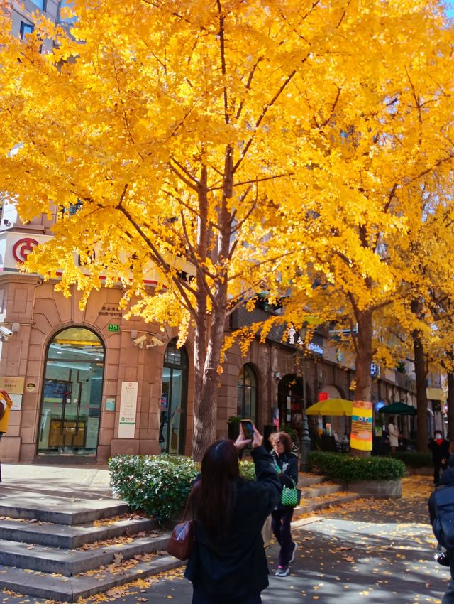 黃金城道步行街觀賞金色趕緊走起