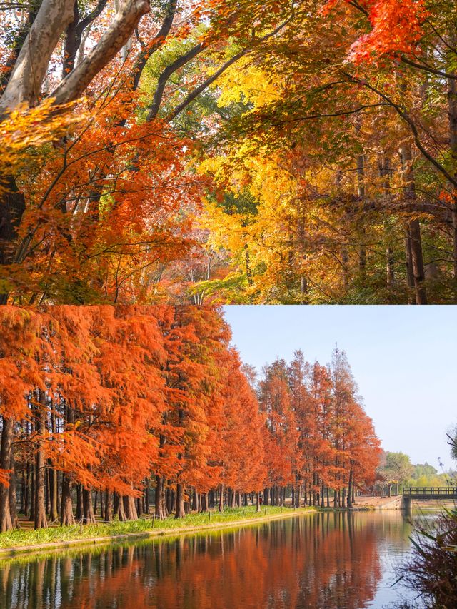 上海賞秋天花板!共青森林公園保姆級機位+路線圖,錯過等一年! 上海賞秋天花板!共青森林公園保姆級機位+路線圖,錯過等一年!