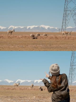 「生命の禁区」-- ココシリ