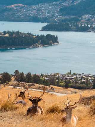 New Zealand Queenstown's Ultimate Guide to Deer Park Heights for Perfect Shots