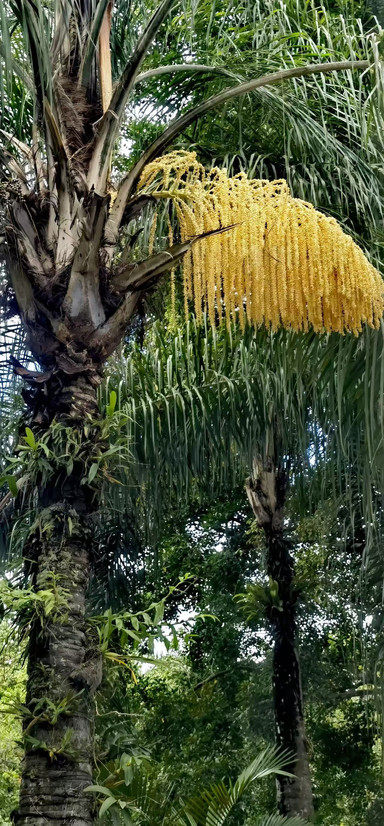 中科院西双版纳热带植物园 参考图 3