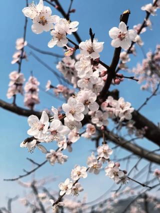 The Apricot Blossom Season at Niangziguan, a Sea of Flowers and Waterfall Full of Spring Vibes in March