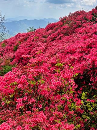 湖北麻城亀峰山｜春のツツジの雲上の宴へ