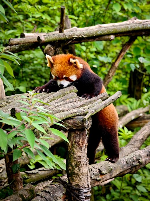 2026 Recommended Attraction in Panda Valley (Updated July)| Trip