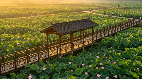 Complete Travel Guide to Jianning Xiuzhu Lotus Garden — traveler post in Huaibei