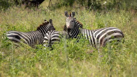 Unforgettable Tanzanian Adventure with Ombeni — traveler post in Moshi