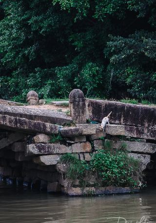 The cat by the stone bridge and the stream
