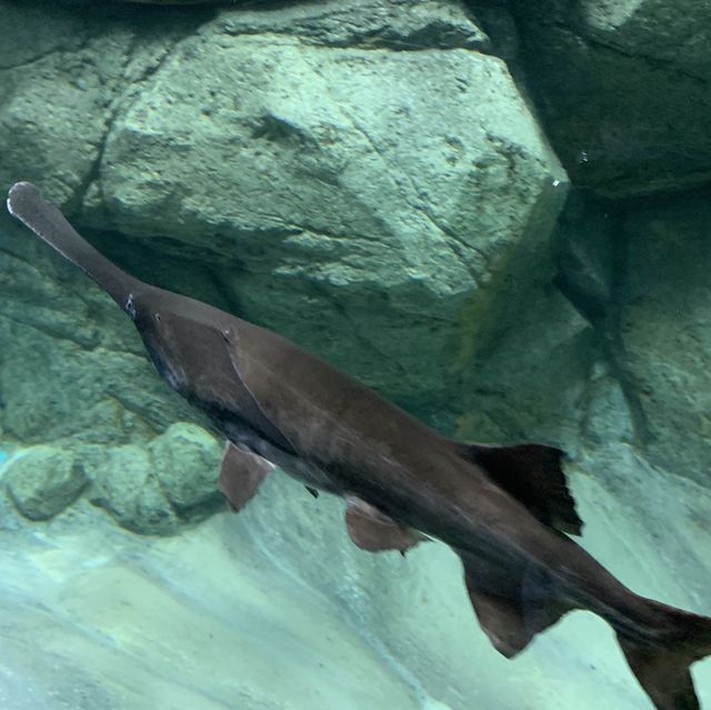 S.E.A. Aquarium, Singapore - Amazing