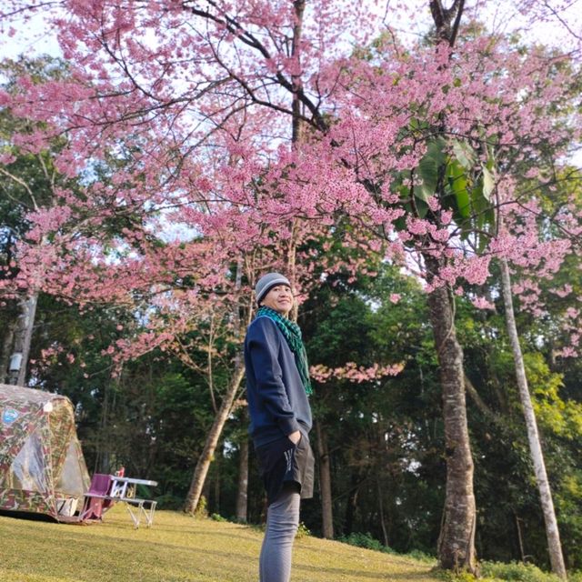 ขุนช่างเคี่ยน ดอกนางพญาเสือโคร่ง