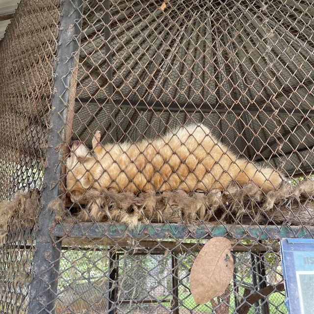 BONANZA EXOTIC ZOO มาดูกันว่าเด็ก ๆ จอยแค่ไหน ✨