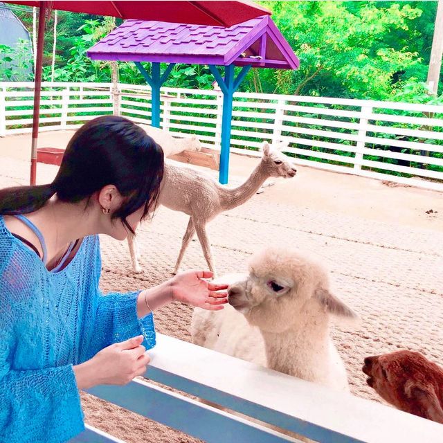 알파카를 실제로 볼 수 있는 곳 ! 평창 마추픽추🌿🤍