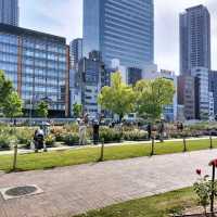 【大阪 中之島】満開のバラ園✨