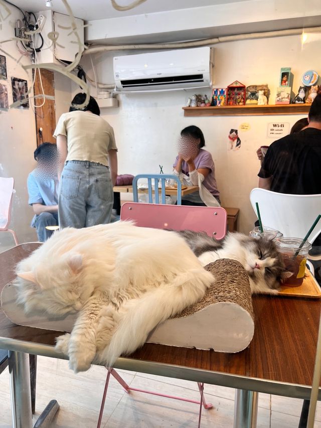 〖 韓国・明洞〗明洞の猫カフェが復活‼︎🐈　時間無制限でゆっくり過ごせます🙌🏻